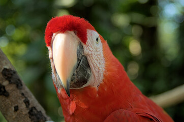 scarlet macaw in the zoo