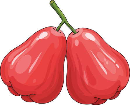 Two Fresh Wax Apples Vector Illustration