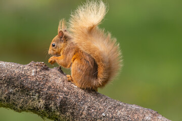 Red squirrel on a branch close up