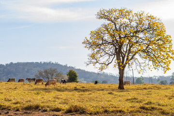 Paisagam com um pequeno rebanho de bovinos pastando sob um lindo ipê amarelo florido.