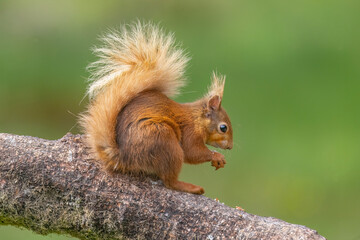 Red squirrel on a branch close up