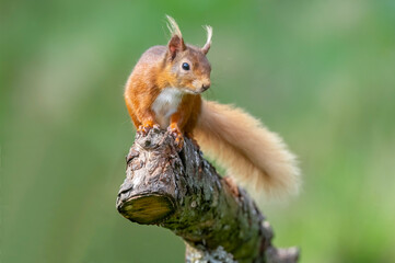 Red squirrel on a branch looking forwards