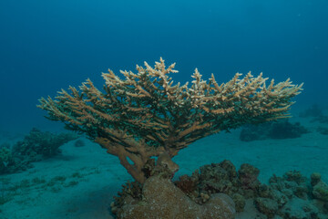 Coral reef and water plants in the Red Sea, Eilat Israel
