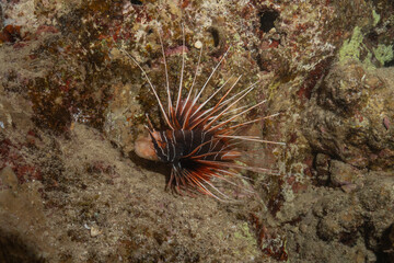 Lionfish (Pterois miles) in the Red Sea, a colorful fish