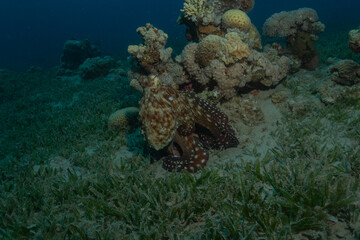 Octopus king of camouflage in the Red Sea, Eilat Israel 
