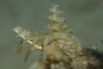 Coral reef and water plants in the Red Sea, Eilat Israel
