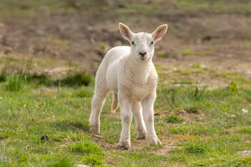 Obraz premium Lamb in a field, UK