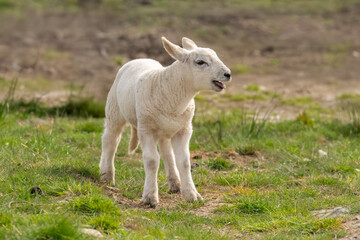 Lamb in a field, UK © Digital Nature 
