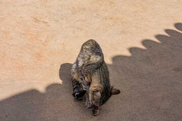 Indian domestic (pet) cat looking seating under village house shadow on open sky