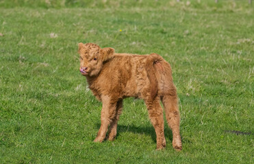Higland calf in a field, UK