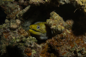 Moray eel Mooray lycodontis undulatus in the Red Sea, Eilat Israel
