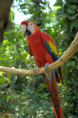 red and yellow macaw