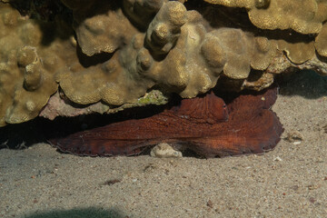 Octopus king of camouflage in the Red Sea, Eilat Israel 
