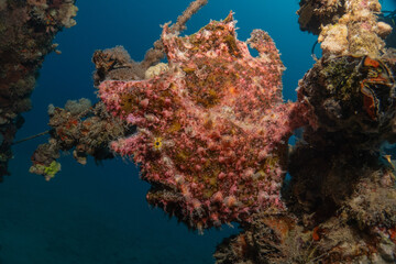 Frog fish in the Red Sea Colorful and beautiful, Eilat Israel
