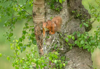 Red squirrel on the side of a tree watching
