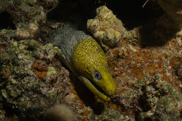 Moray eel Mooray lycodontis undulatus in the Red Sea, Eilat Israel

