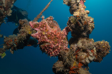 Frog fish in the Red Sea Colorful and beautiful, Eilat Israel
