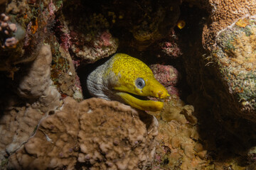 Moray eel Mooray lycodontis undulatus in the Red Sea, Eilat Israel
