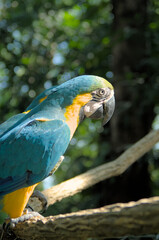 blue and yellow macaw