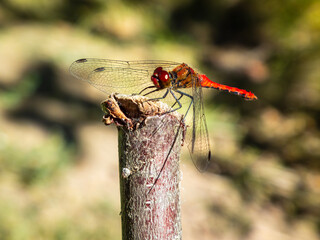A beautiful red dragonfly resting on a wooden stick