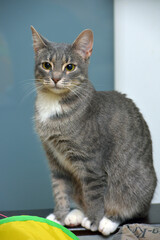 Obraz premium A gray-striped cat with a white chest and paws sits on a table, looking straight into the camera. 