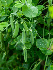 Green peas (Pisum sativum) growing in pods on plant in natural garden. Fresh organic vegetables.