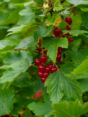 Red currants (Ribes rubrum) growing on bush in natural garden. Close-up of fresh ripe berries in...