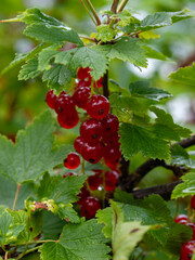 Red currants (Ribes rubrum) growing on bush in natural garden. Close-up of fresh ripe berries in...