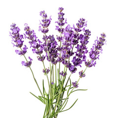 Naklejka premium and keyword list based on the image.. Purple Lavender Flowers Blooming in a Bunch on Black Background.