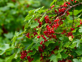 Red currants (Ribes rubrum) growing on bush in natural garden. Close-up of fresh ripe berries in...