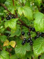 Black currants (Ribes nigrum) on bush with green leaves. Fresh ripe berries in summer garden.