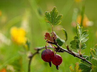 Gooseberries (Ribes uva-crispa) growing on bush with green leaves in summer garden. Close-up of...