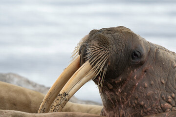 Morse, Odobenus rosmarus, Spitzberg, Svalbard, Norvège