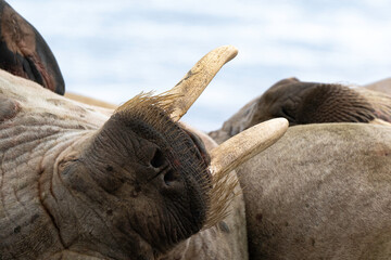 Morse, Odobenus rosmarus, Spitzberg, Svalbard, Norvège