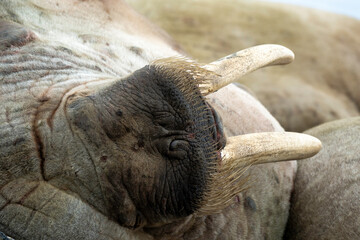 Morse, Odobenus rosmarus, Spitzberg, Svalbard, Norvège