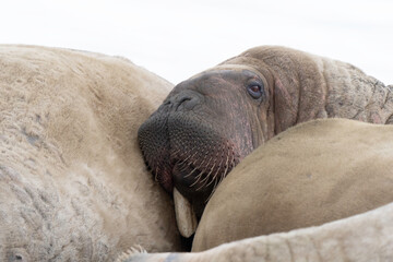 Morse, Odobenus rosmarus, Spitzberg, Svalbard, Norvège