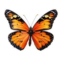 Fototapeta premium Butterfly Posing Wings Open, Close-Up Shot with Black Background.