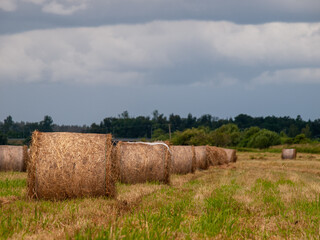 Hay bales on a harvested field under cloudy sky in rural countryside landscape. Agriculture and...