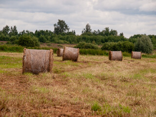 Hay bales on a harvested field under cloudy sky in rural countryside landscape. Agriculture and farming concept.