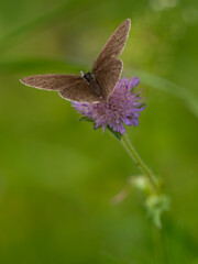 Ringlet butterfly (Aphantopus hyperantus) with open wings feeding on purple wildflower in summer meadow, macro close-up wildlife photography