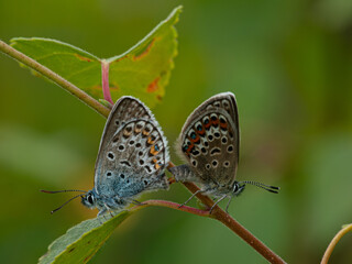 Close-up of two common blue butterflies (Polyommatus icarus) mating on a plant stem in natural...