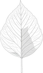 Obraz premium Detailed grayscale leaf illustration