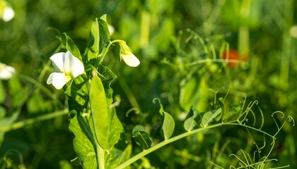 Obraz premium Close-up of pea plants with flowers and pods.