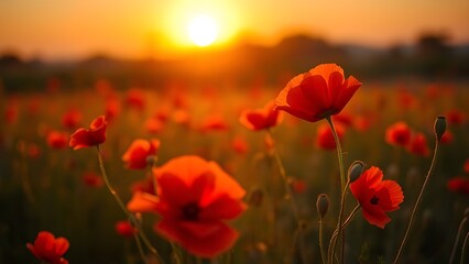 Fototapeta premium Golden sunset over a field of red poppies, capturing the tranquility of nature in warm light.