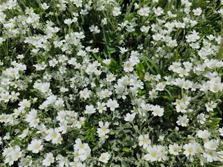 Photo image of pretty vibrant white summer flowers cerastium tomentosum snow in summer close up...