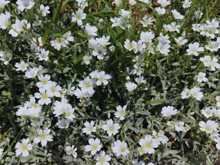 Photo image of pretty vibrant white summer flowers cerastium tomentosum snow in summer close up...
