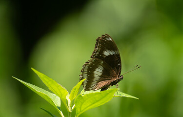 A butterfly resting on a leaf against a lush green background, bathed in sunlight.