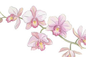 Watercolor Style Pink Orchid Flowers on a Branch with White Background for Spring or Summer Floral Design