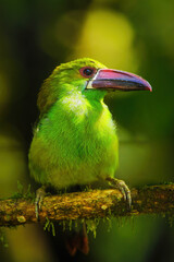 Crimson-rumped toucanet sitting in a tree