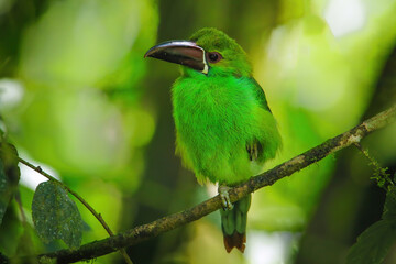 Crimson-rumped toucanet sitting in a tree